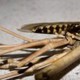 Lahore Pest Control Service