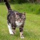 Paw And Order Dog Training