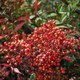 Oakfern Tree Care Pty Ltd